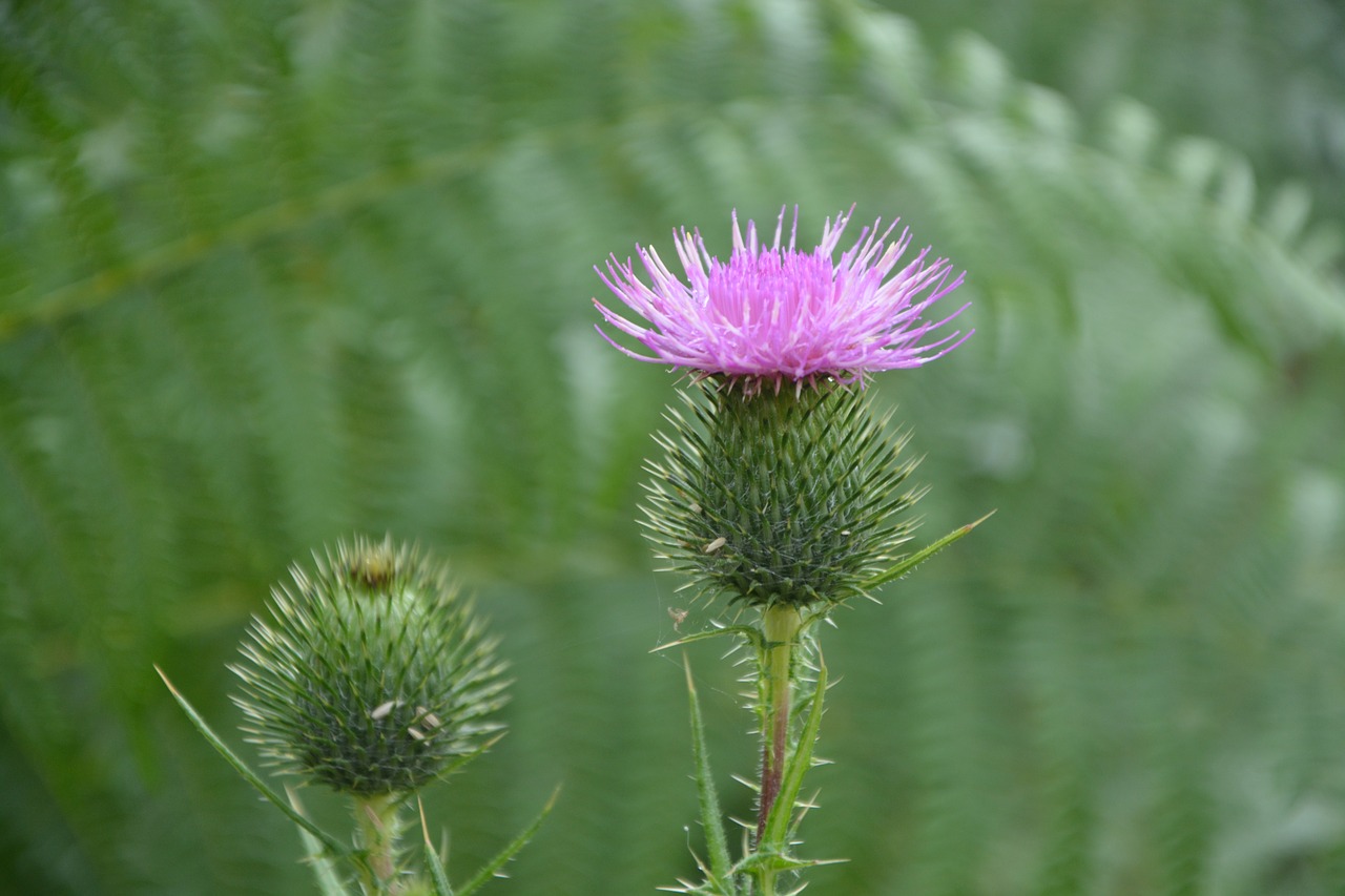 Image - button thistle flower violet pink
