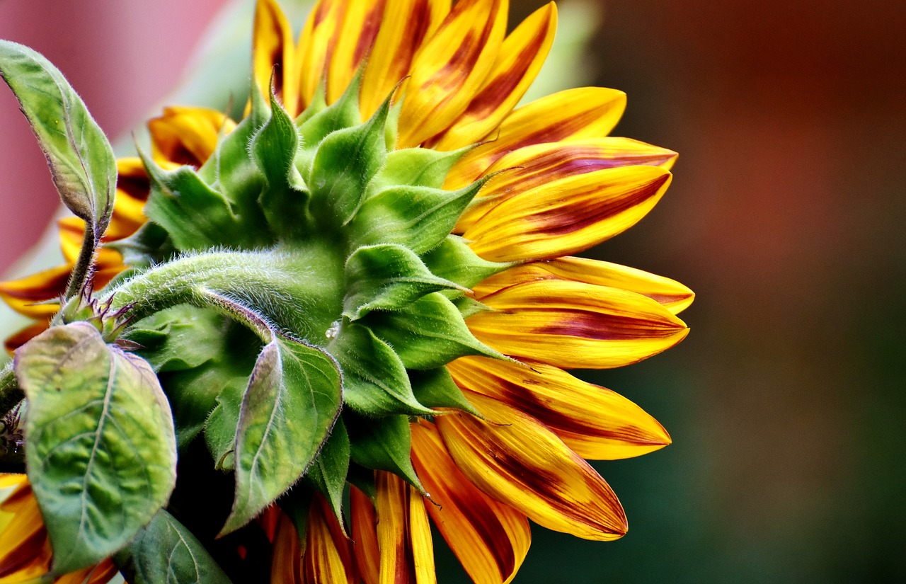 Image - sun flower summer garden blossom