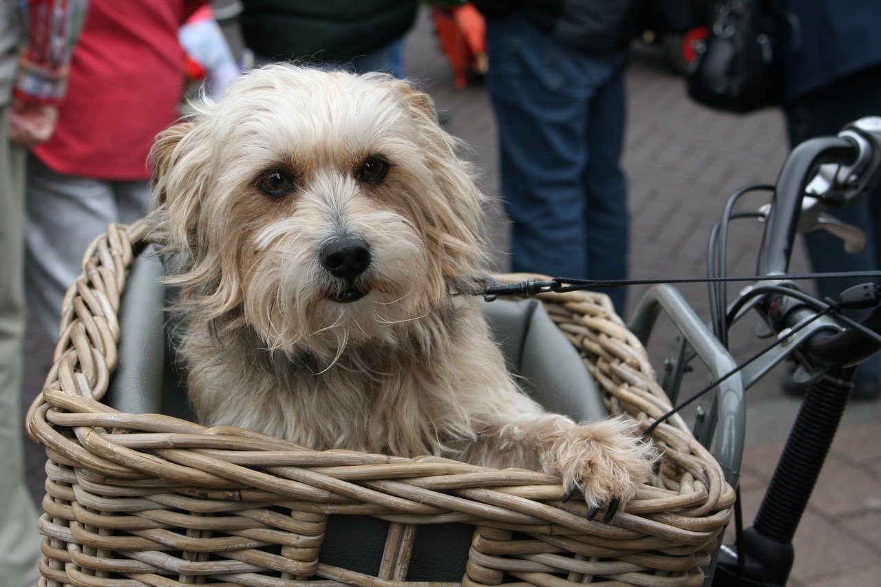 Image - dog dog in bicycle basket cute