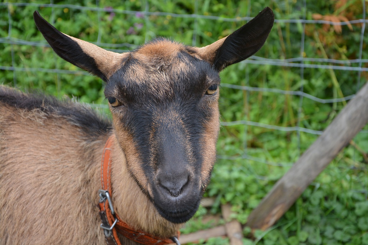 Image - goat alpine head brouteuse weeding