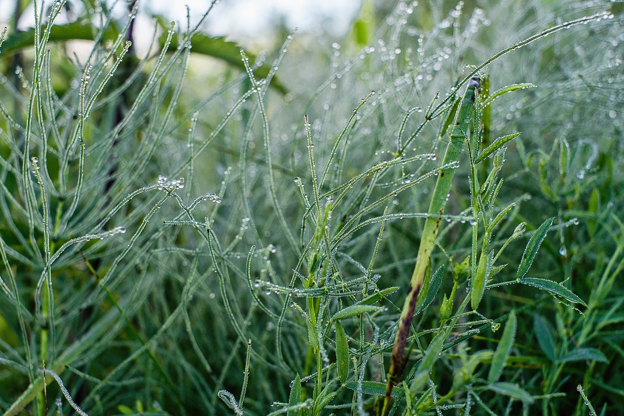 Image - summer morning rosa greens plant