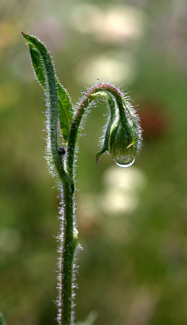 Image - bud of flower green drops water