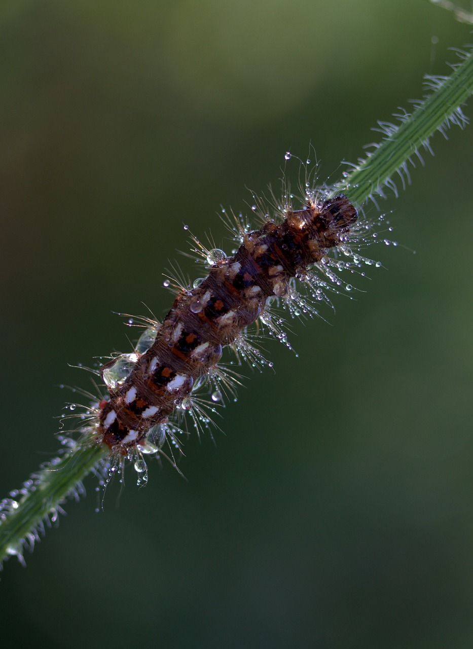 Image - caterpillar the larva wet drops