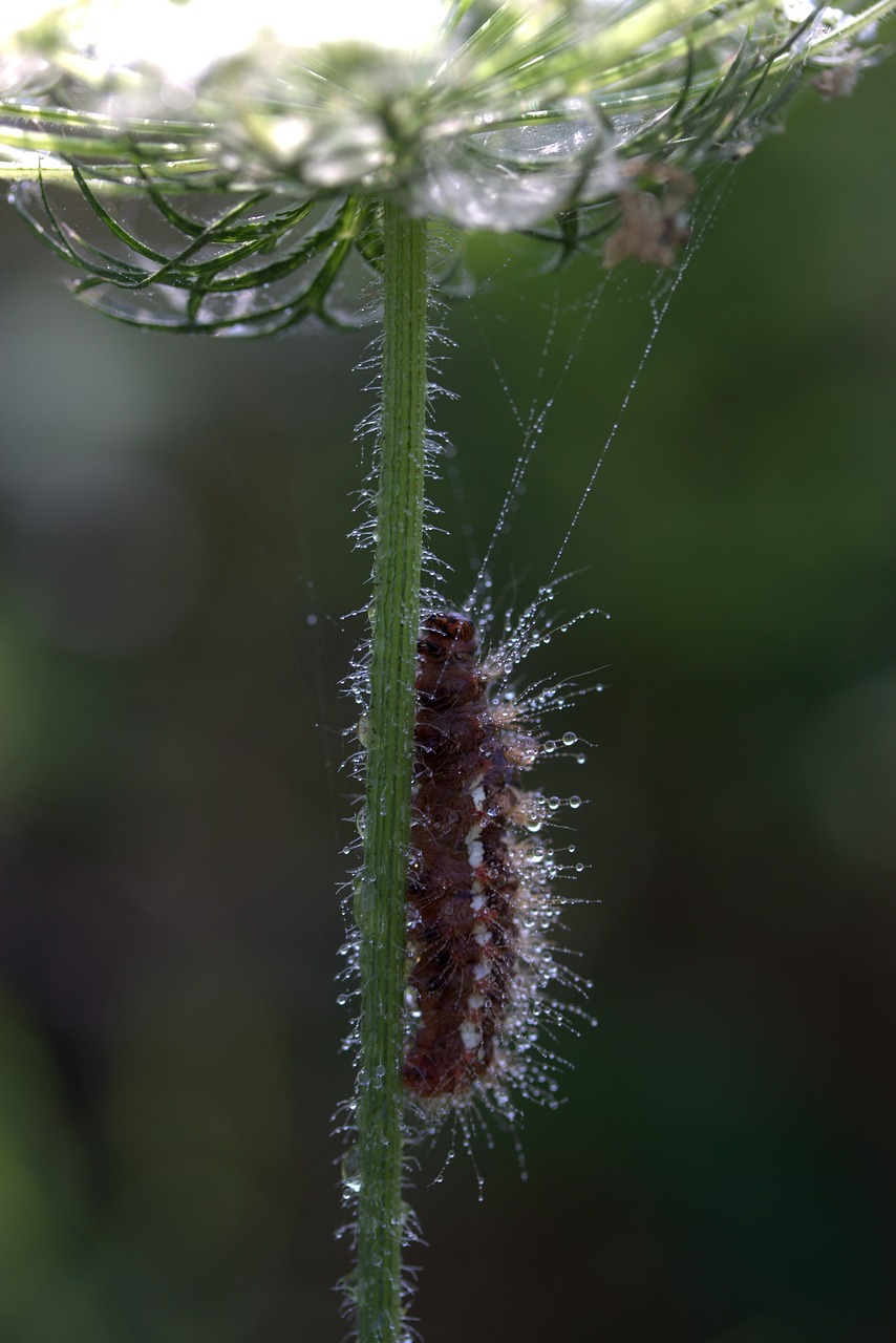 Image - caterpillar the larva wet drops