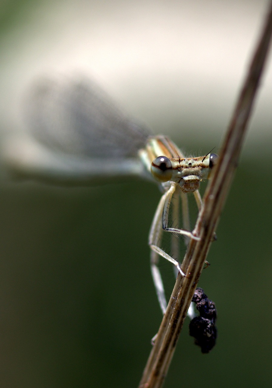 Image - dragonfly insecta wings plant