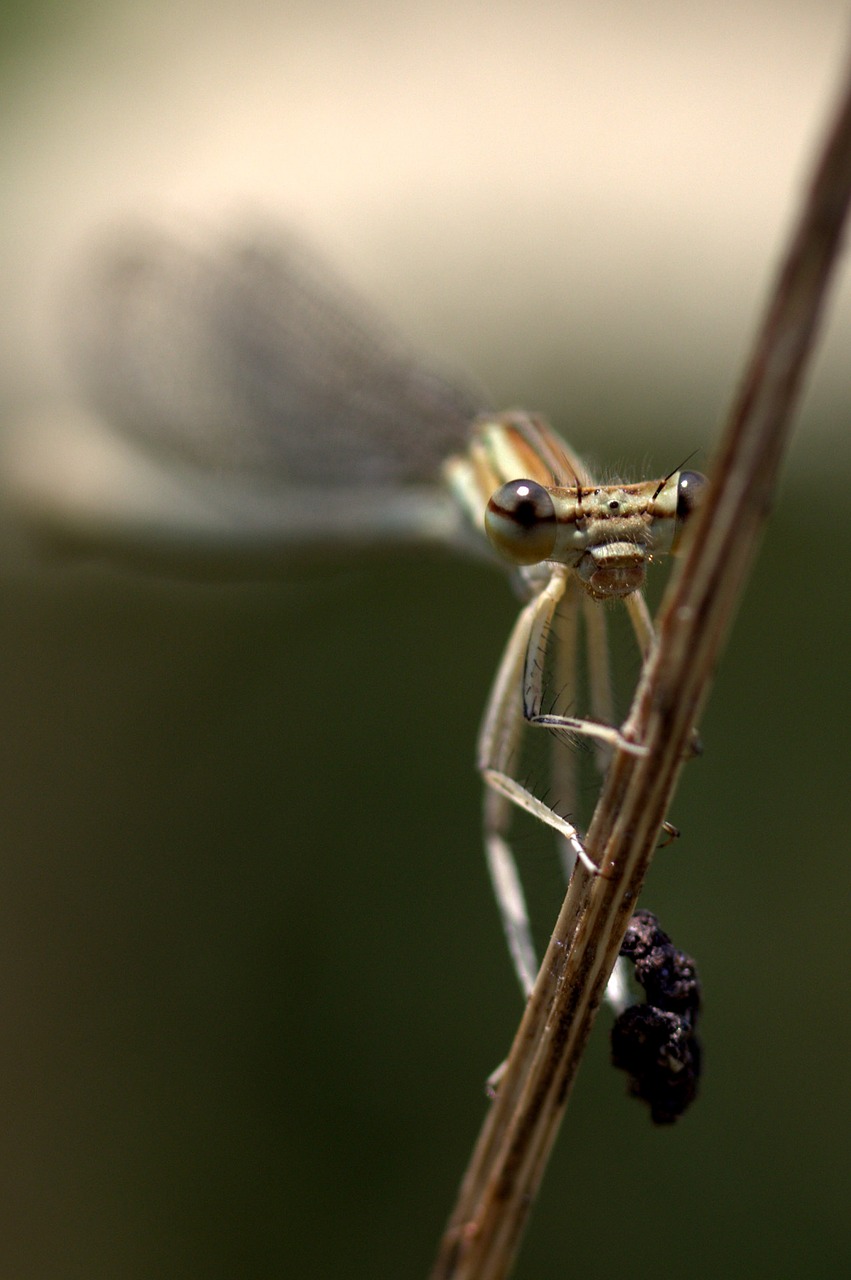 Image - dragonfly insecta wings plant