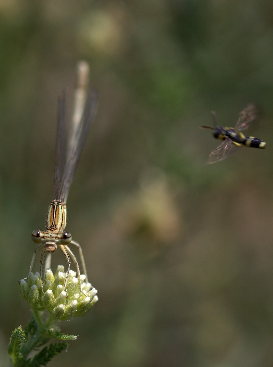 Image - dragonfly insecta wings plant