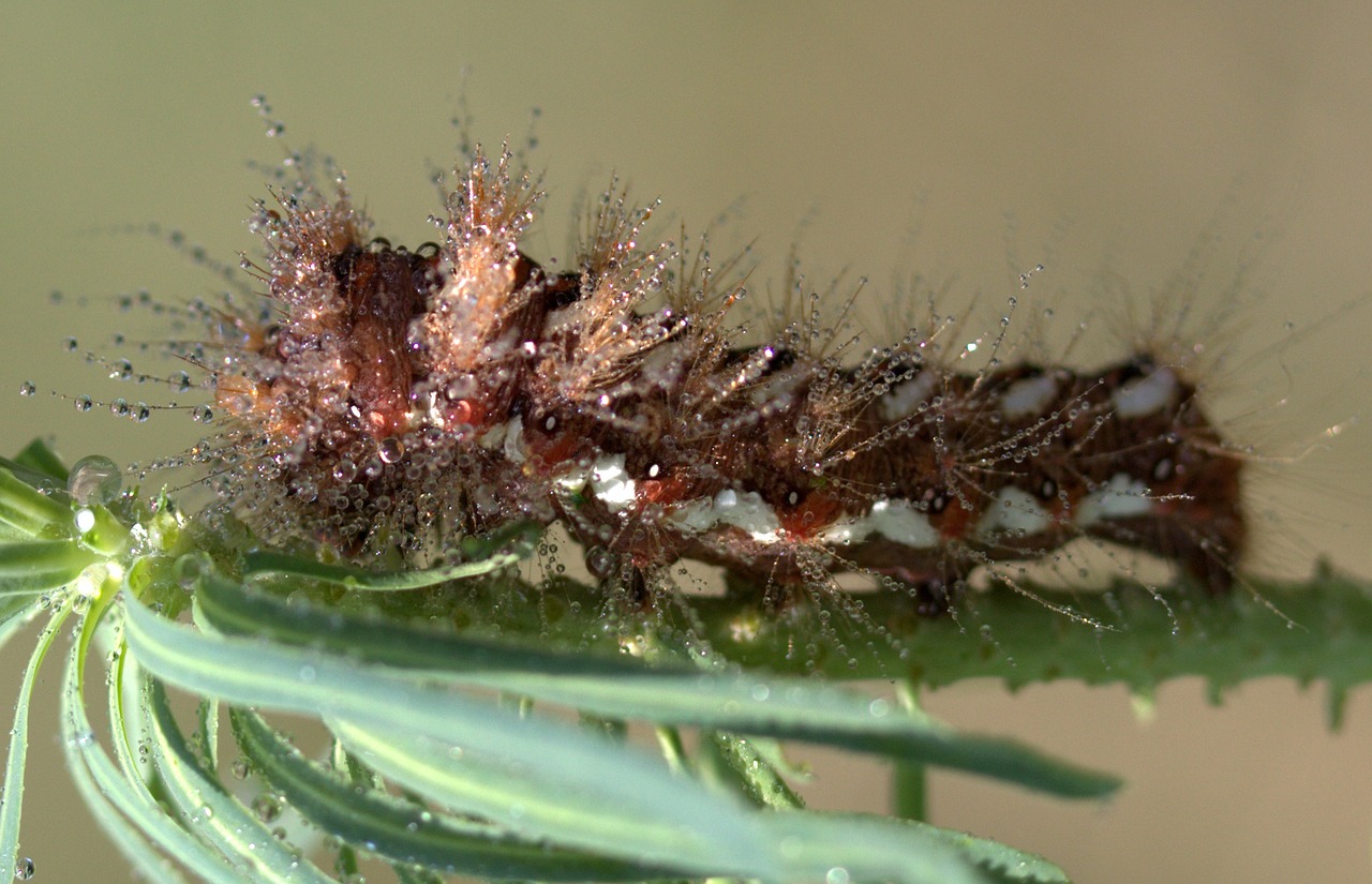 Image - caterpillar the larva brown wet