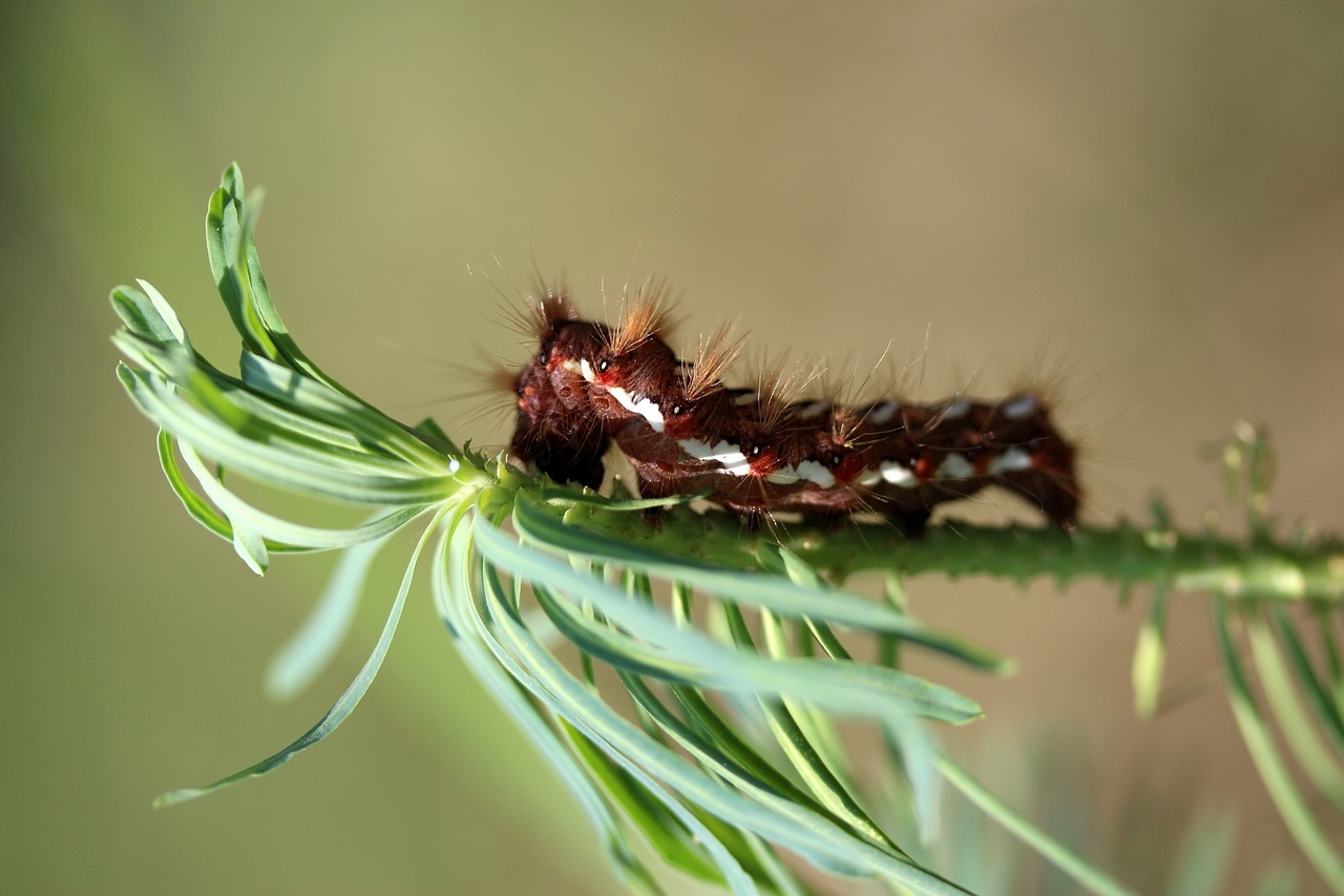 Image - caterpillar the larva brown plant