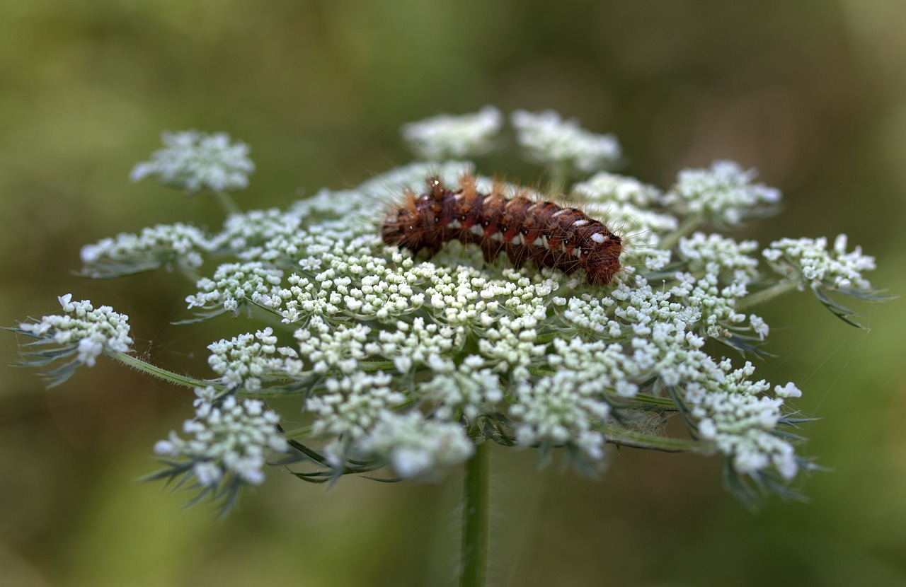 Image - caterpillar the larva brown plant