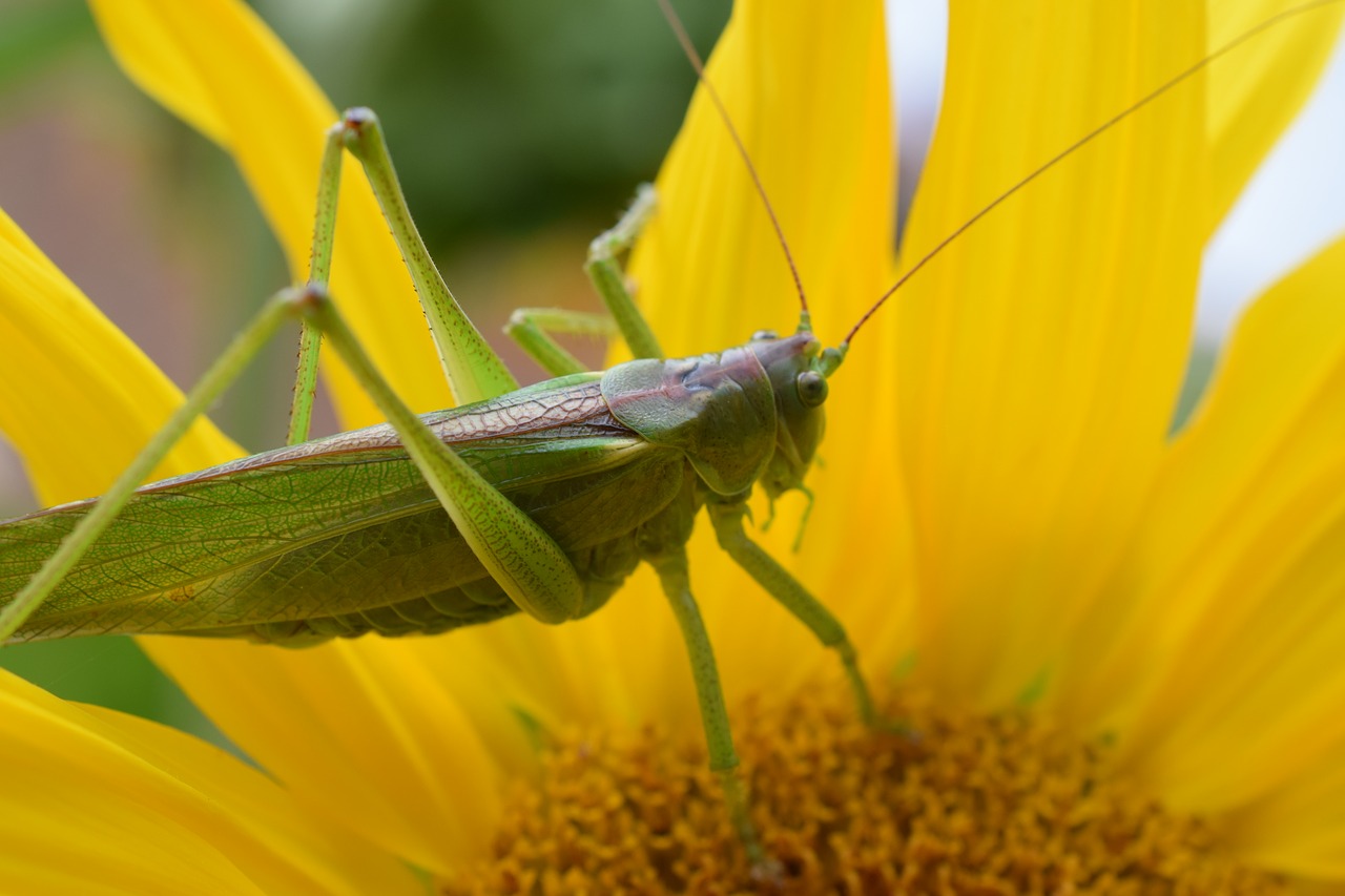 Image - macro nature grasshopper insect