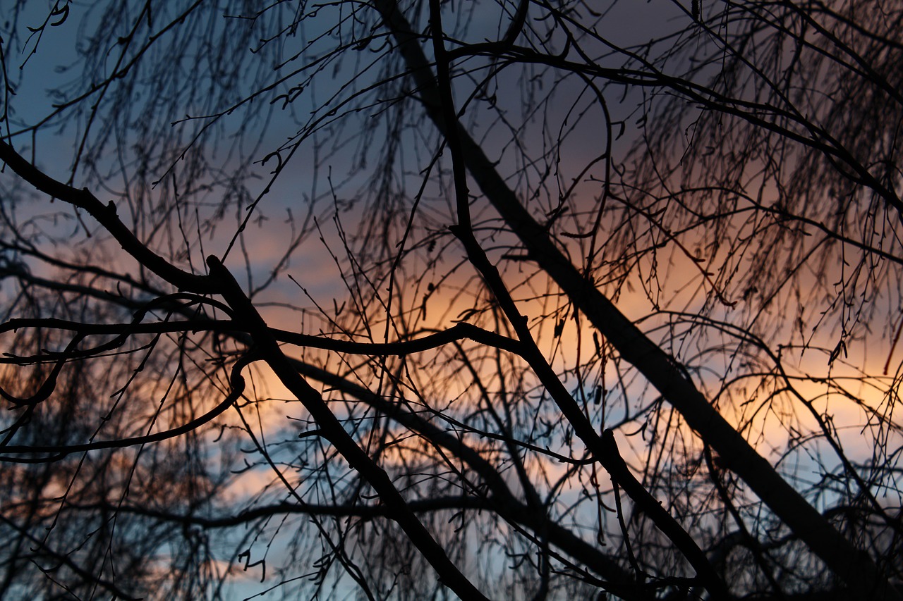 Image - branch sky winter tree nature