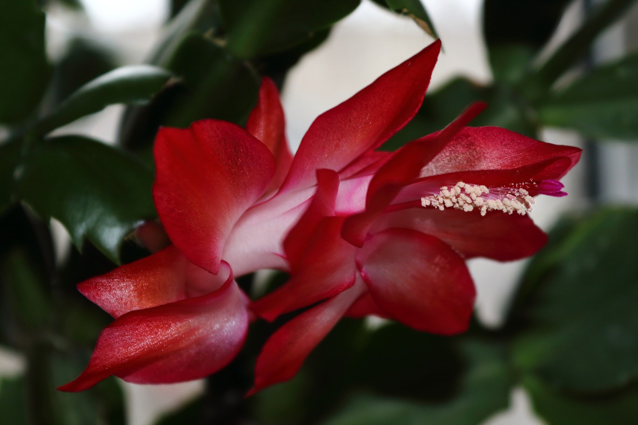 Image - decembrist pink flower pink flower