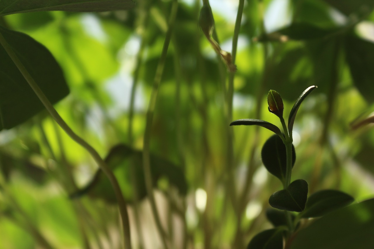 Image - grass houseplants at home oxalis