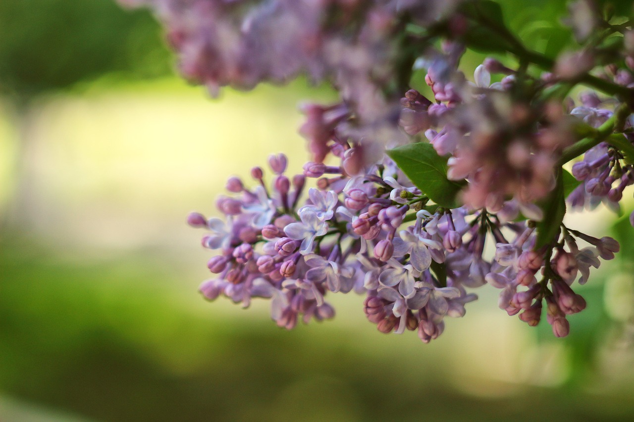 Image - lilac greens nature flowers beauty