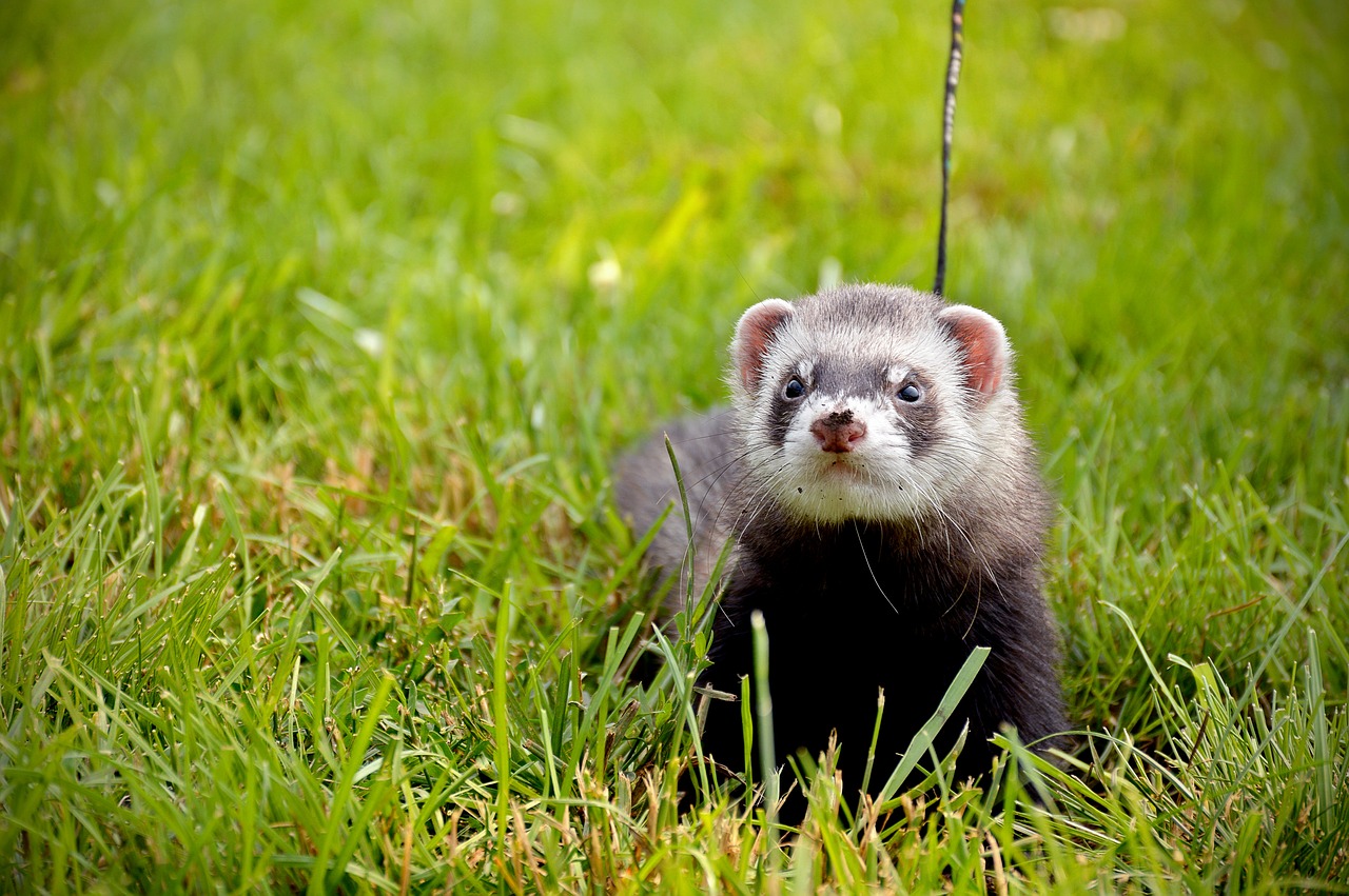 Image - ferret summer grass