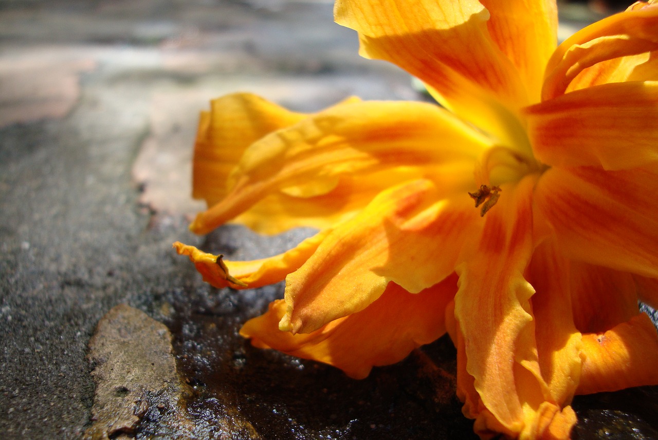 Image - orange flower tiger lily summer