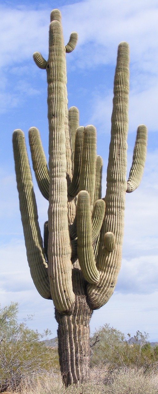 Image - cactus multiple arms saguaro