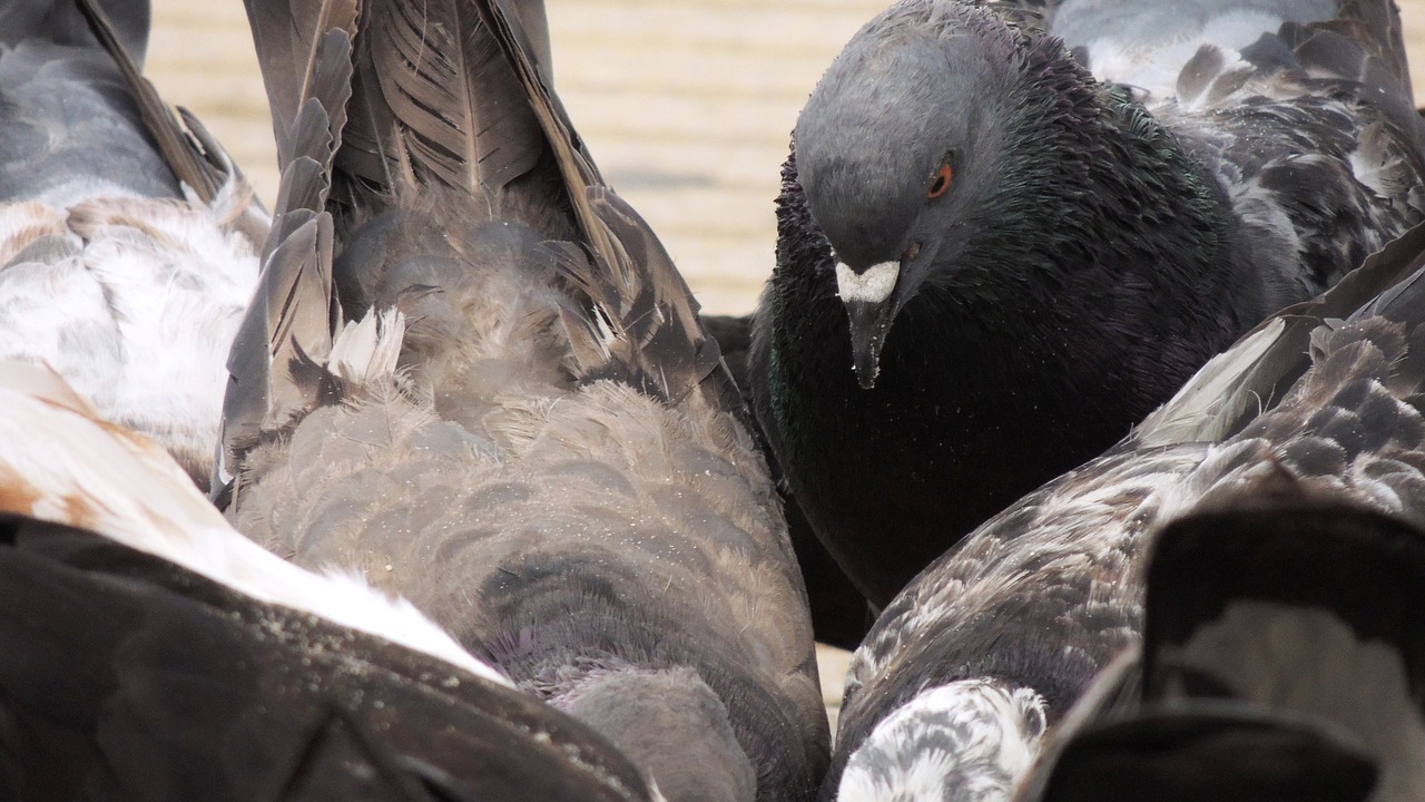 Image - pigeons in the park armenia