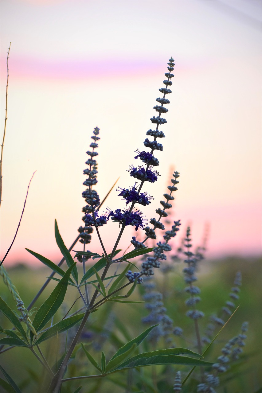 Image - plant flower purple heaven
