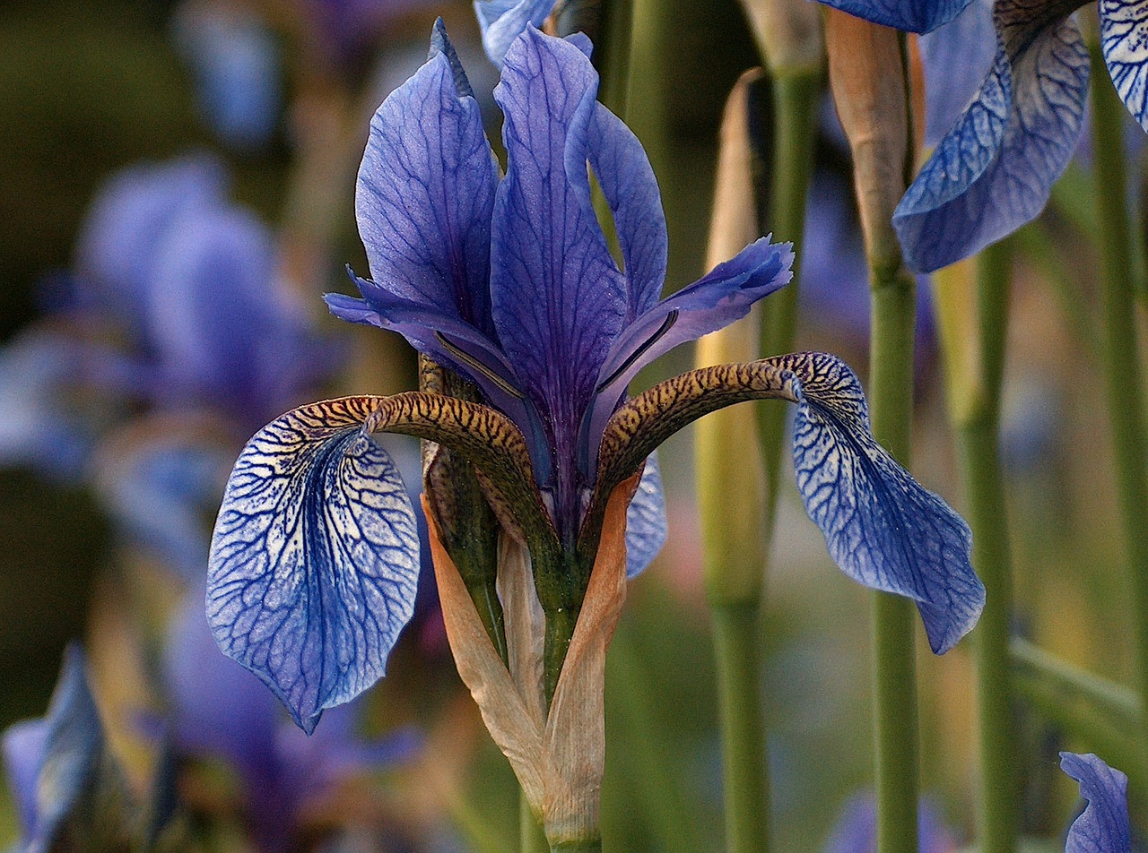 Image - iris flower blue nature