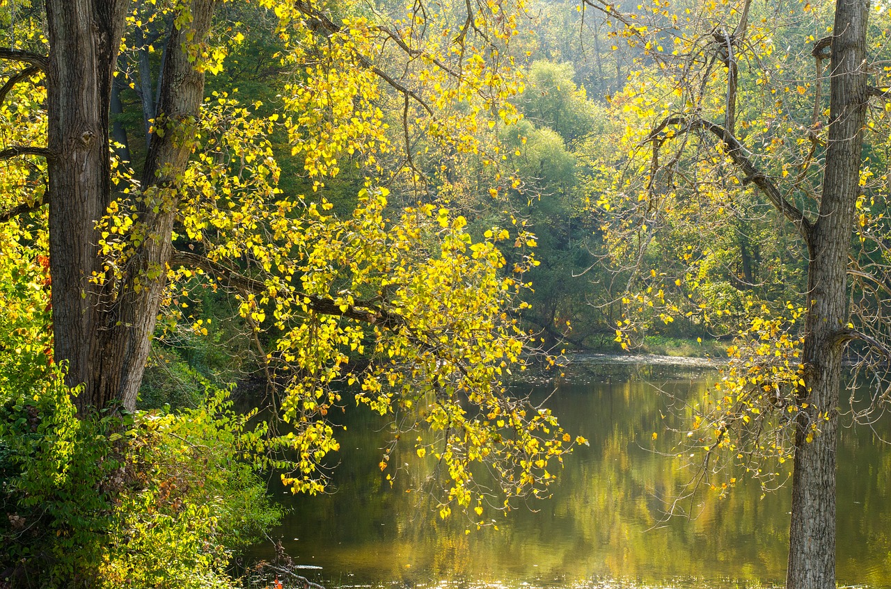 Image - trees pond nature water landscape