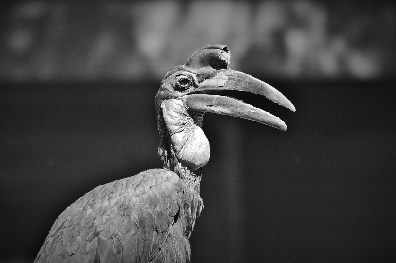 Image - ground hornbill raven hornbill