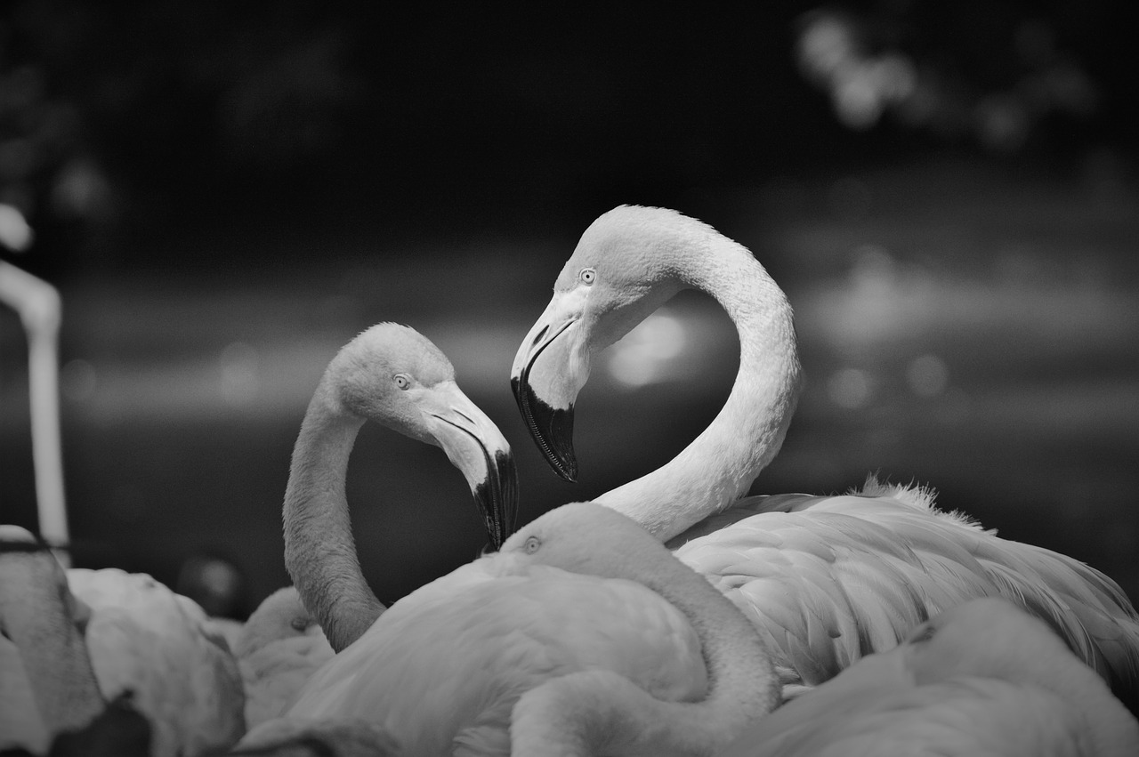 Image - flamingo bird pink bill plumage