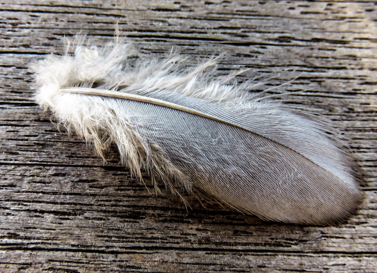 Image - feather bird feather pigeon spring