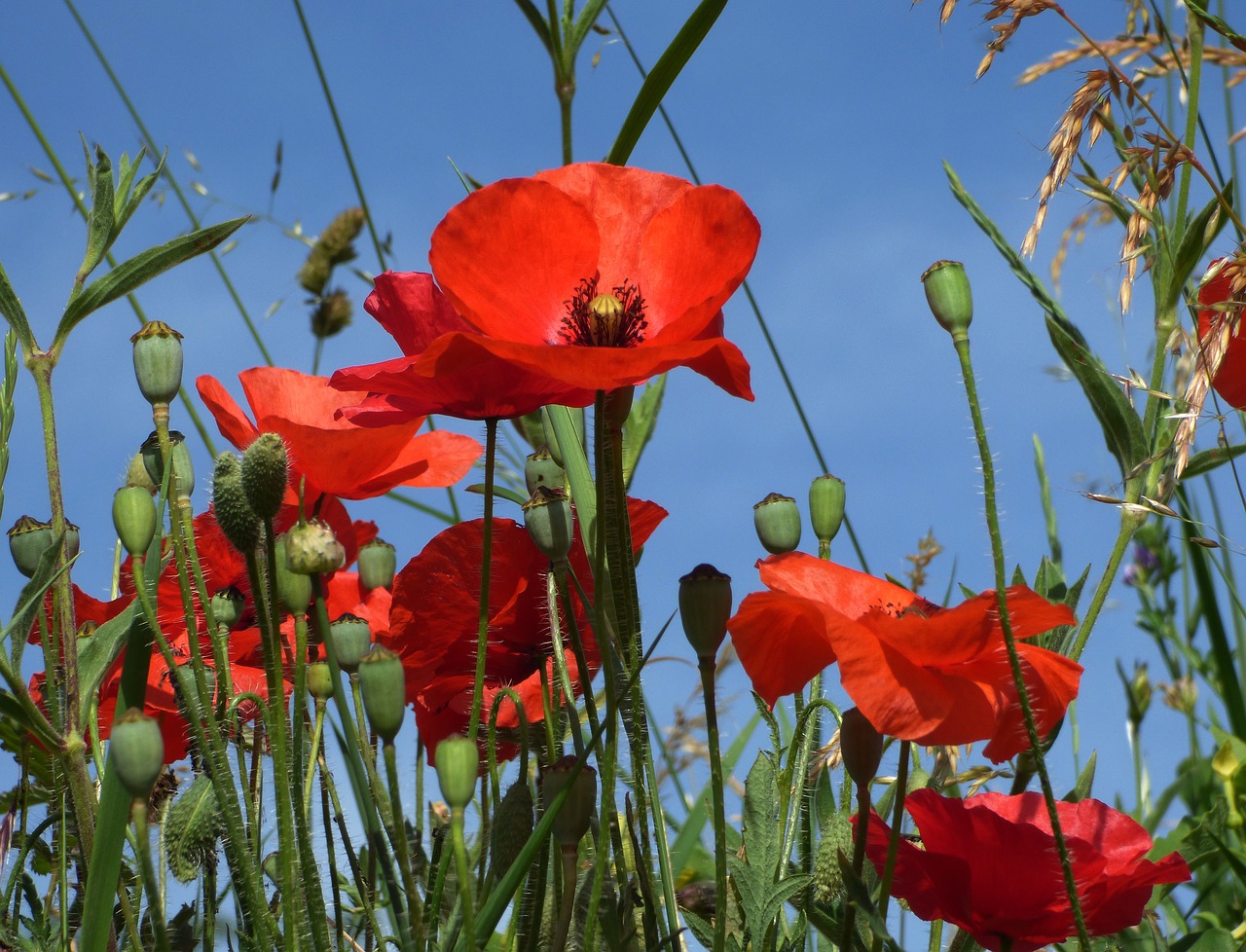 Image - summer poppies beaujolais red