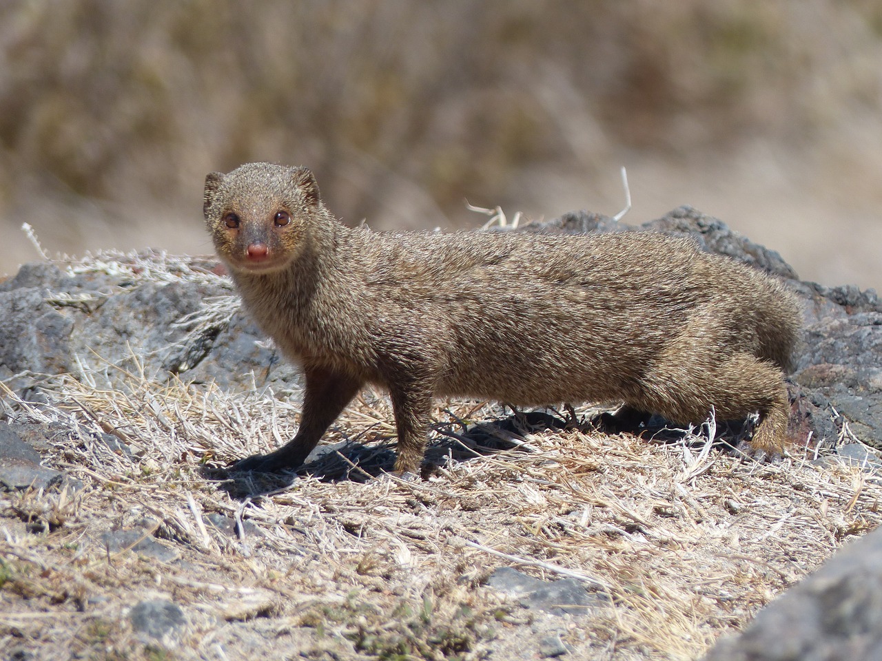Image - mongoose animal tropics martinique