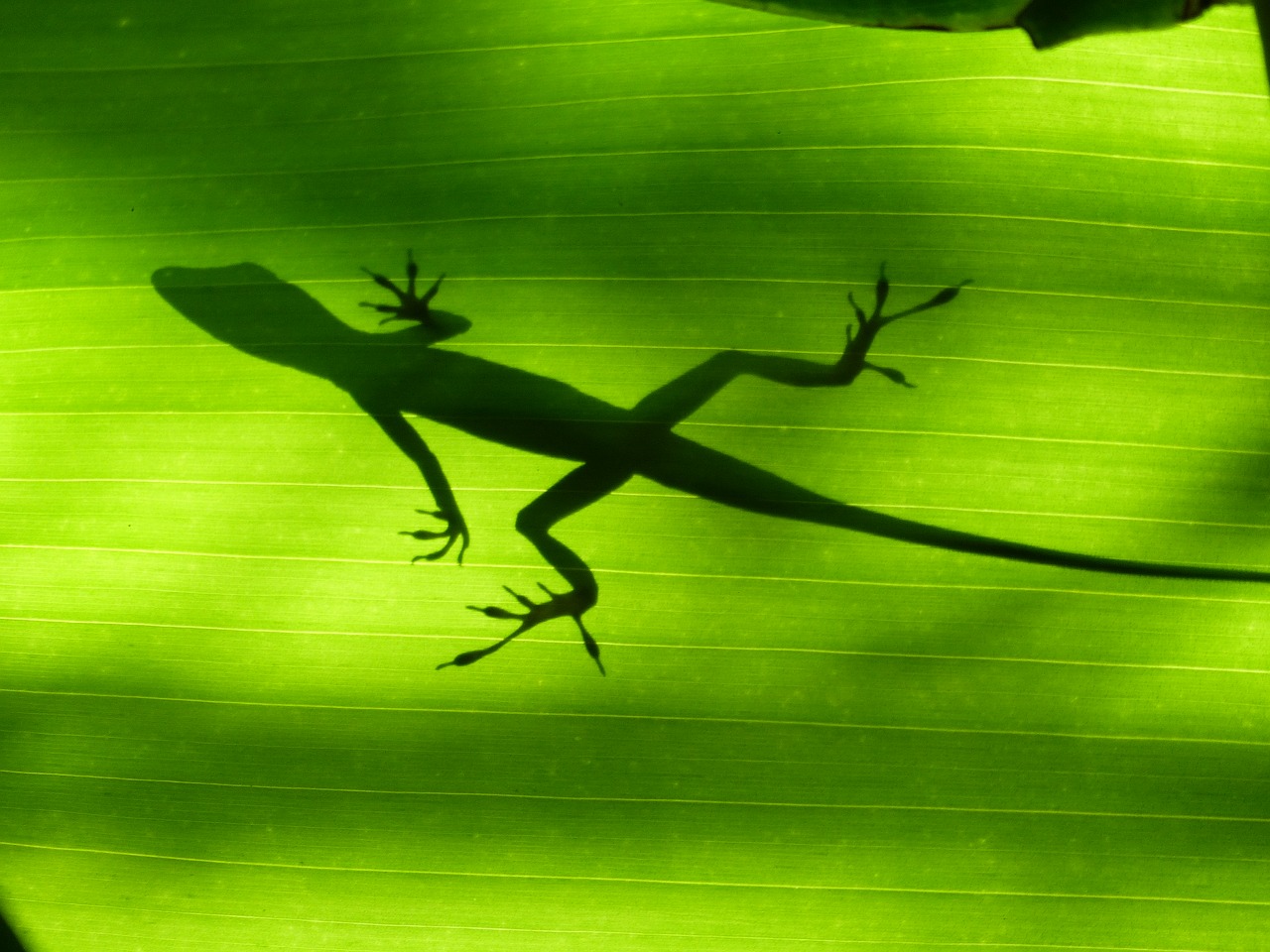 Image - lizard green martinique banana