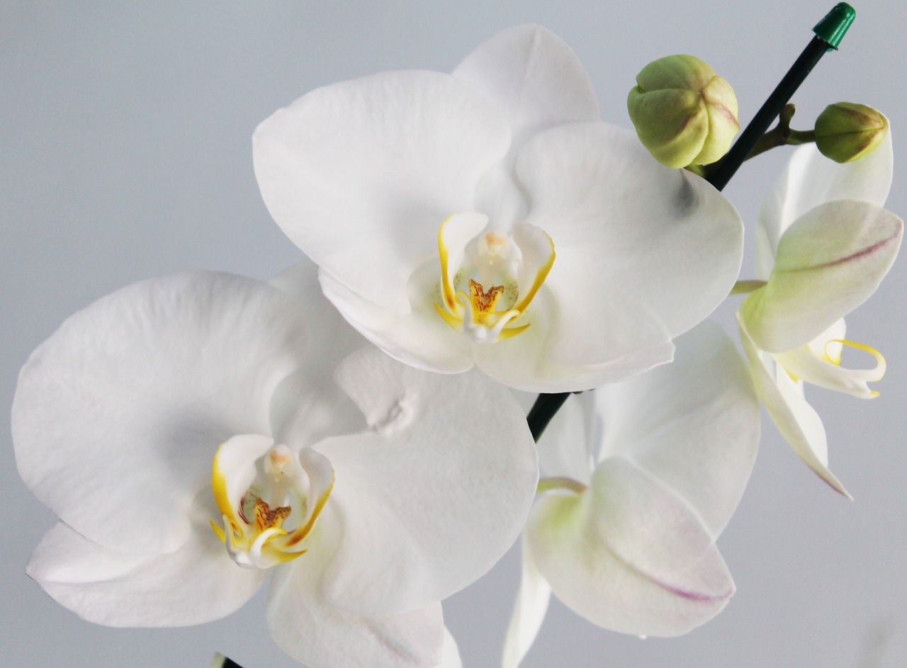 Image - orchid flower flowers white purity