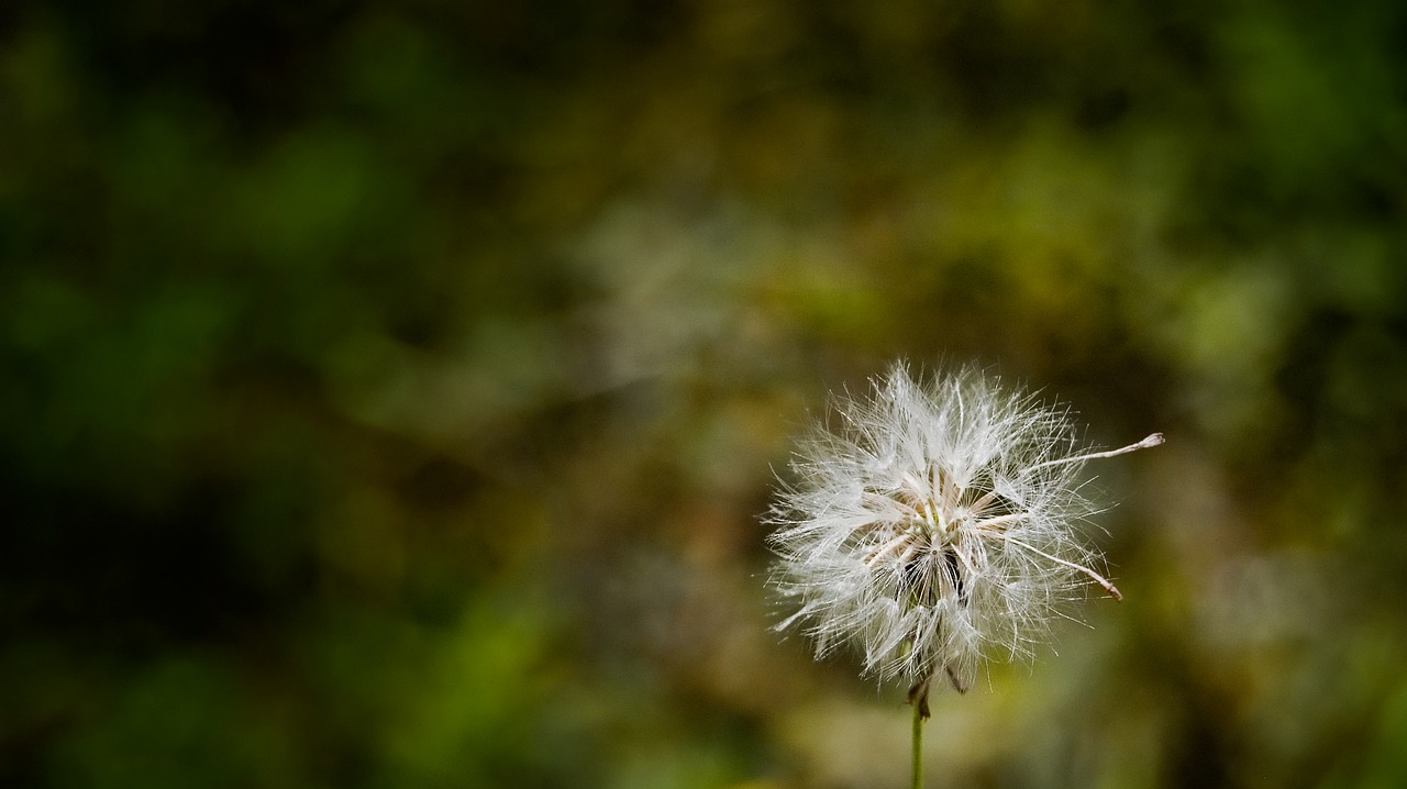 Image - detail dandelion nature colorful