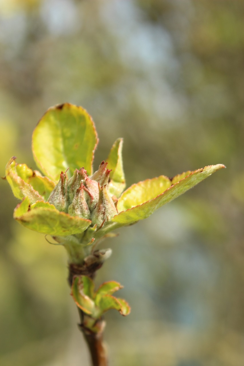 Image - bud flowers plant depth of field