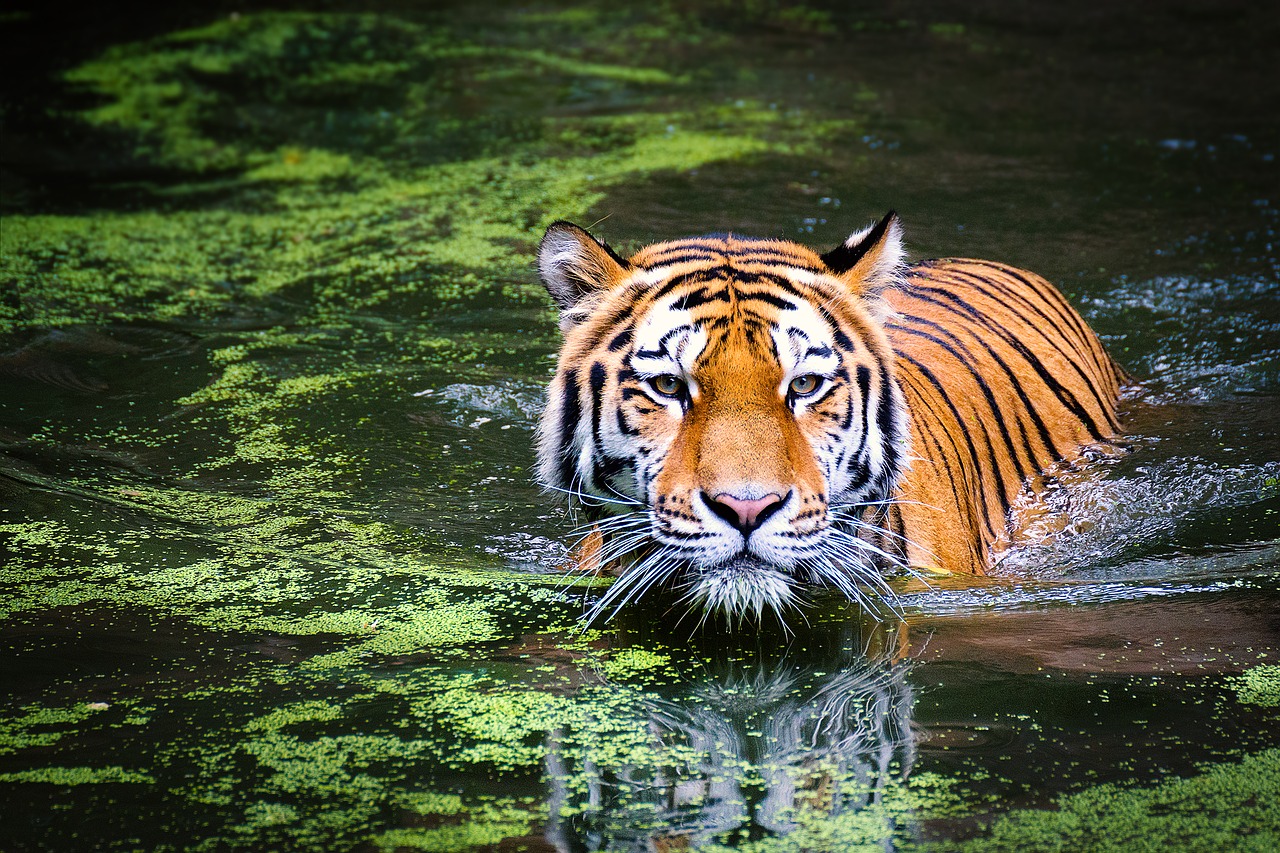 Image - tiger wildlife zoo cat