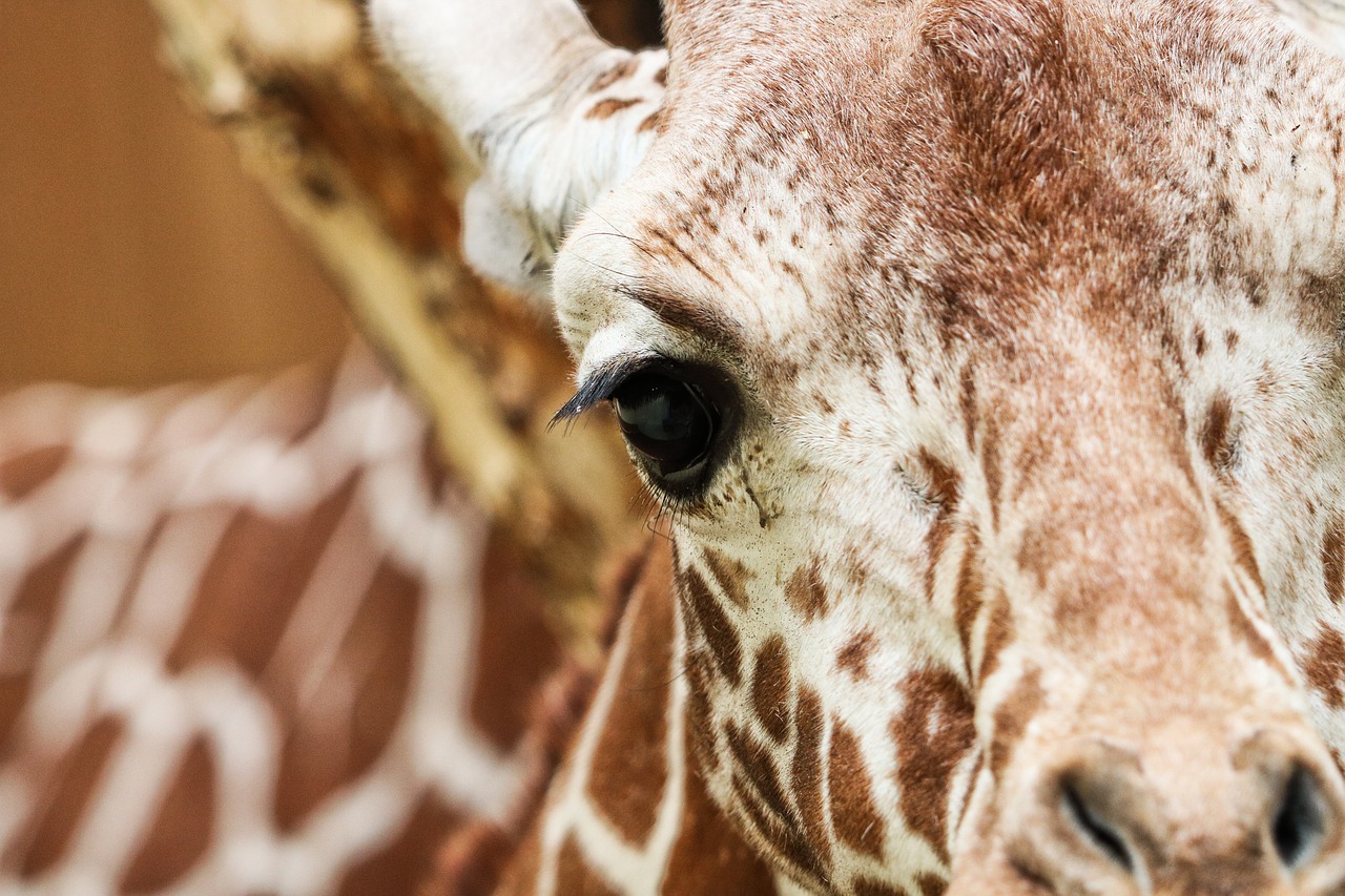 Image - giraffe reticulated giraffe zoo