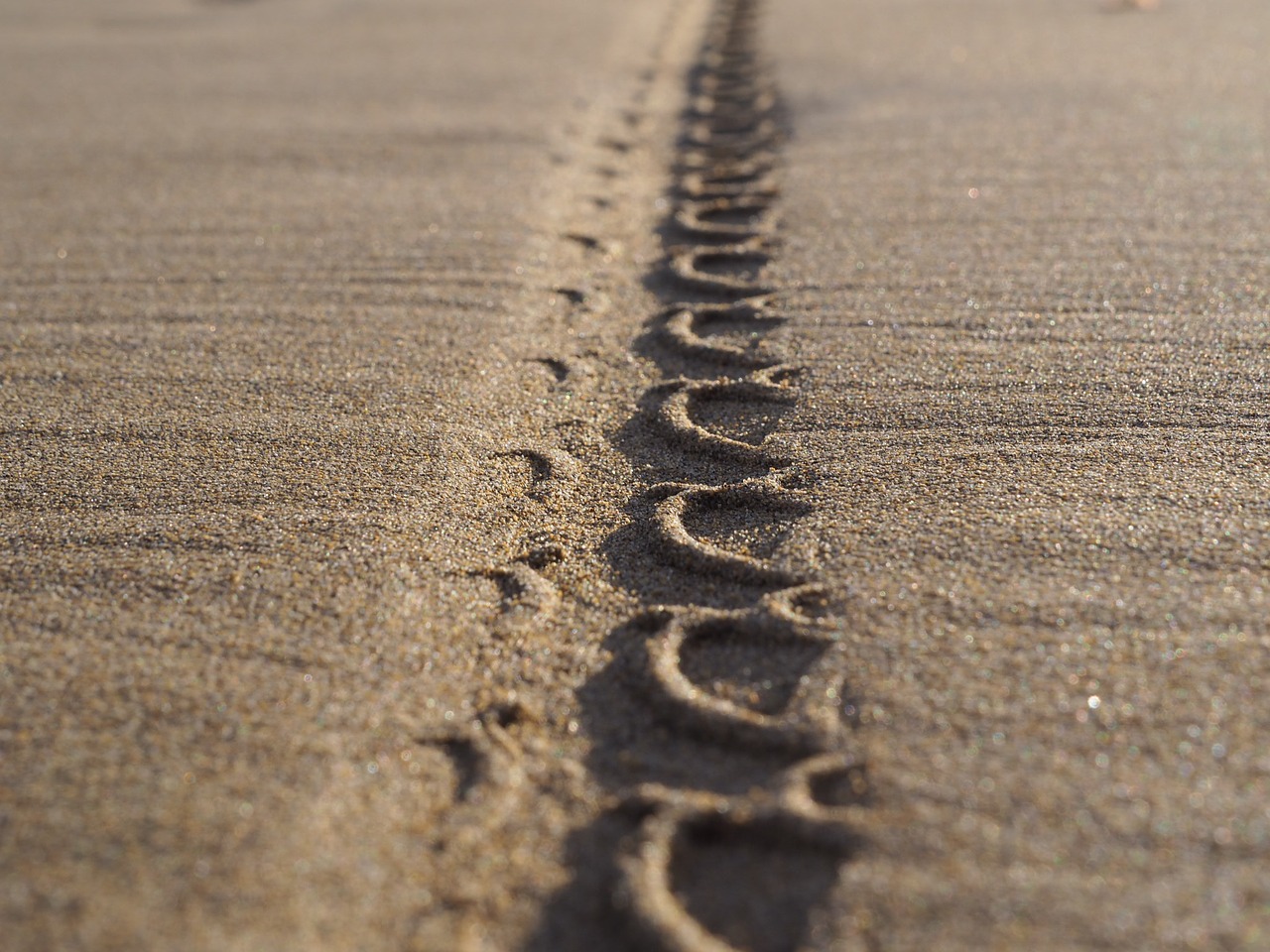 Image - beach sand tire track background