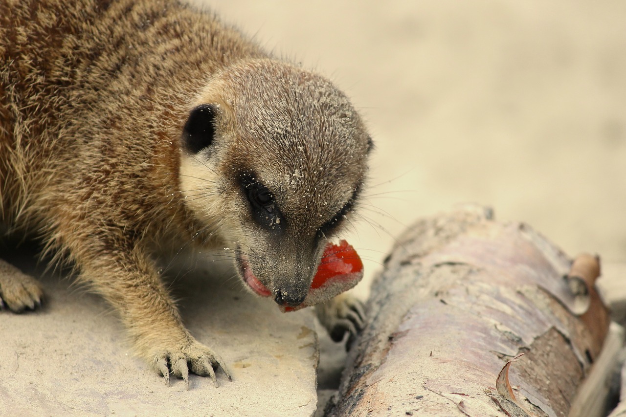 Image - meerkat food meercat scharrtier