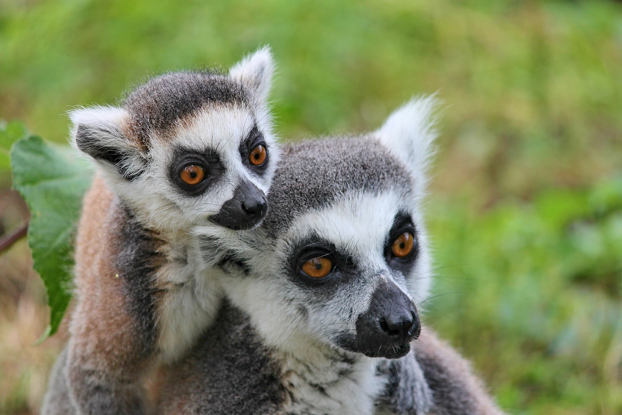 Image - makis lemur lemurs monkeys dam