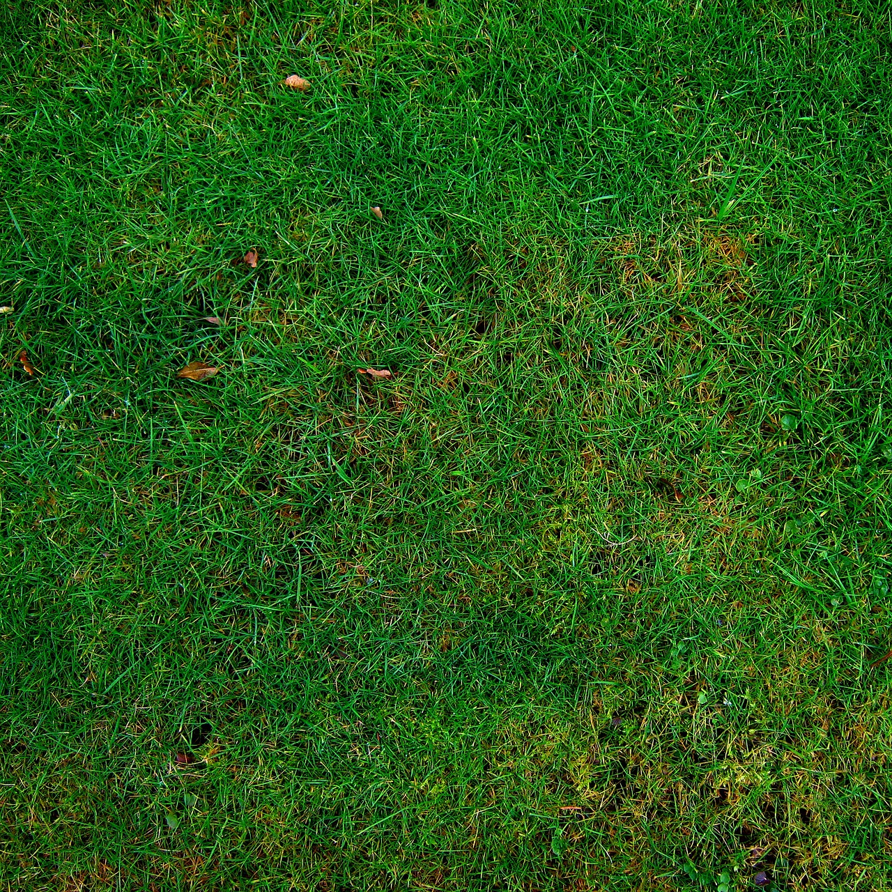 Image - meadow grass structure texture