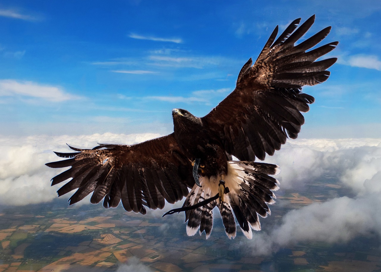 Image - harris hawk bird clouds flying high