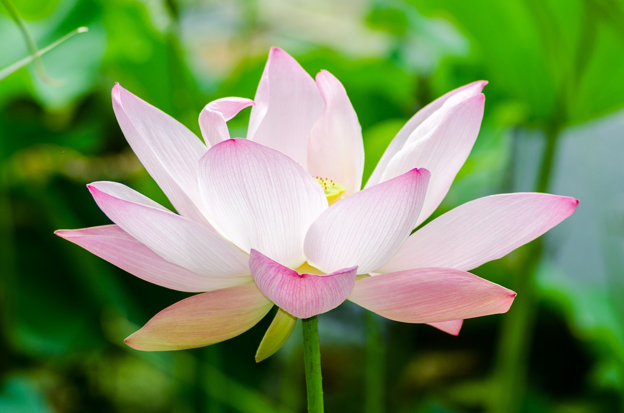 Image - water flower nature garden plant