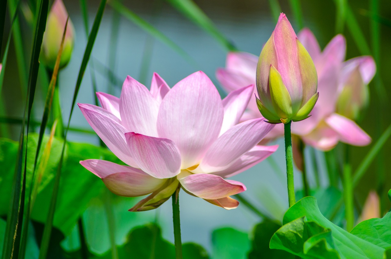 Image - water flower nature garden plant