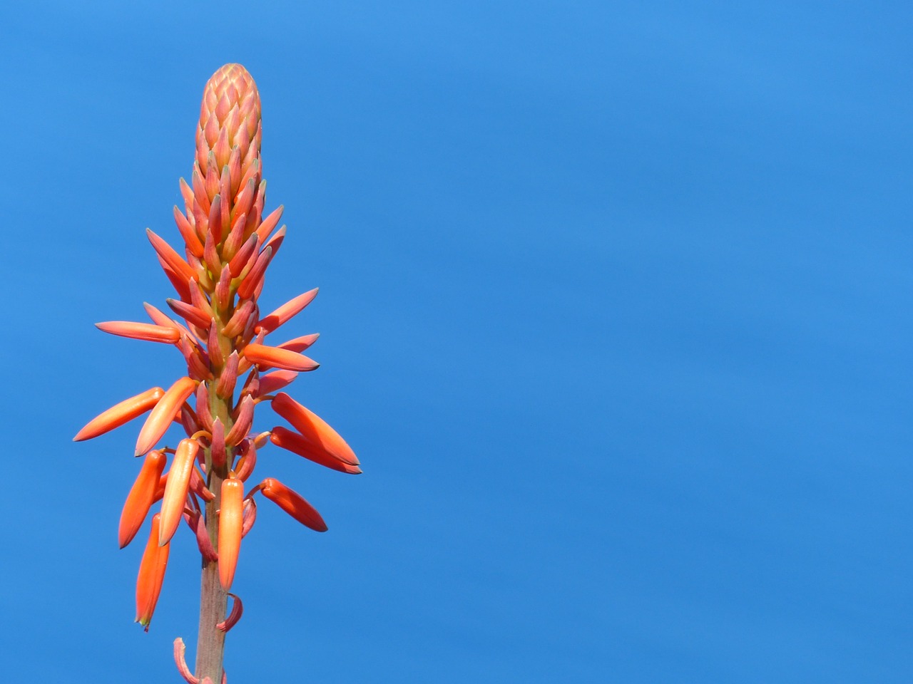 Image - flower sky blue orange madeira