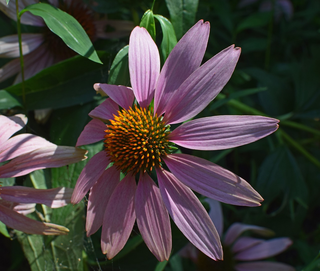 Image - echinacea flower cone flower purple