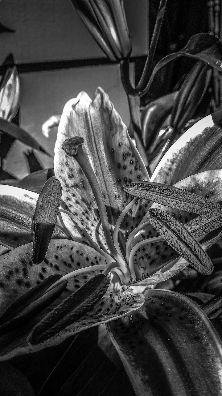 Image - bnw blackandwhite monochrome flower