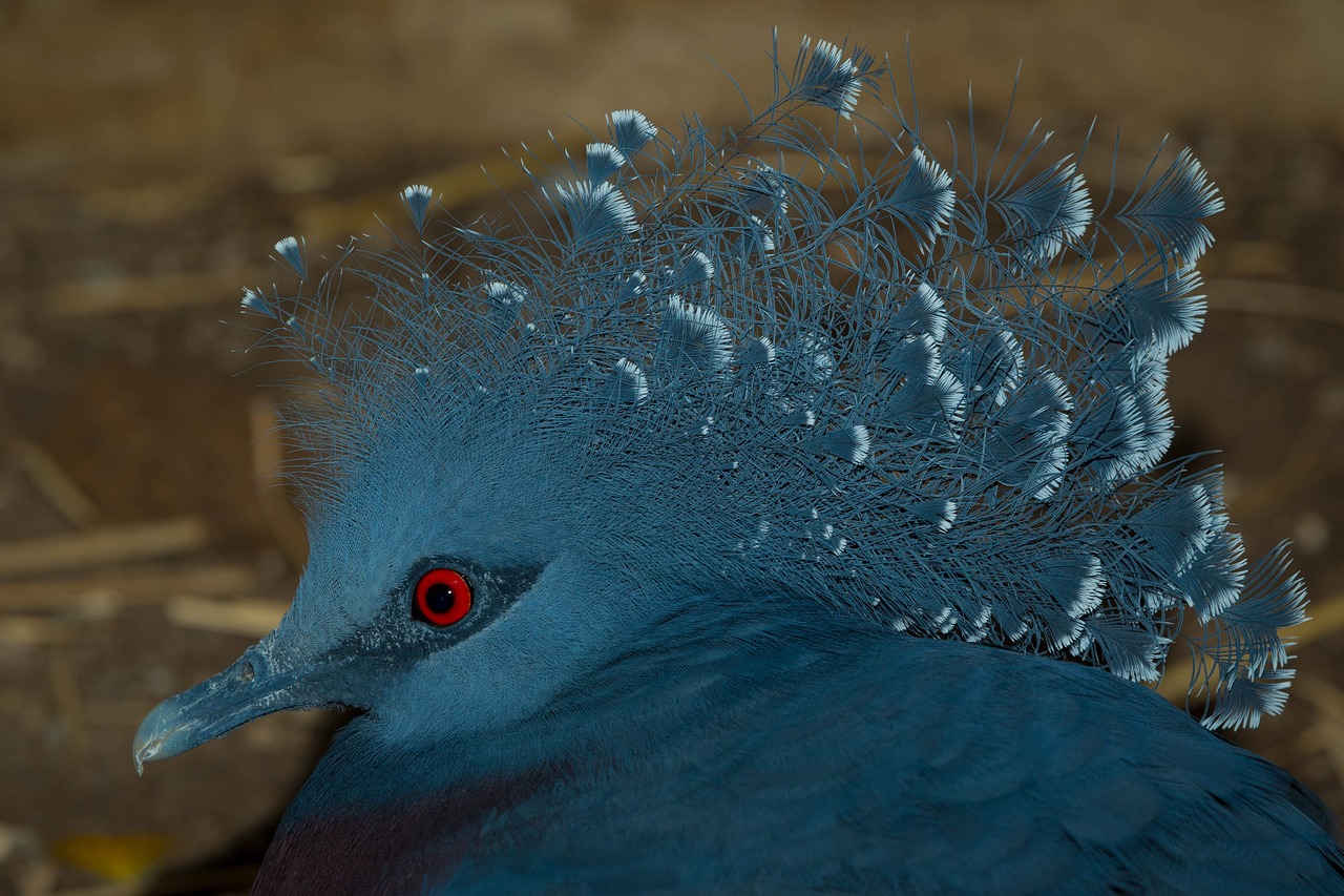 Image - victoria crowned pigeon bird kingdom