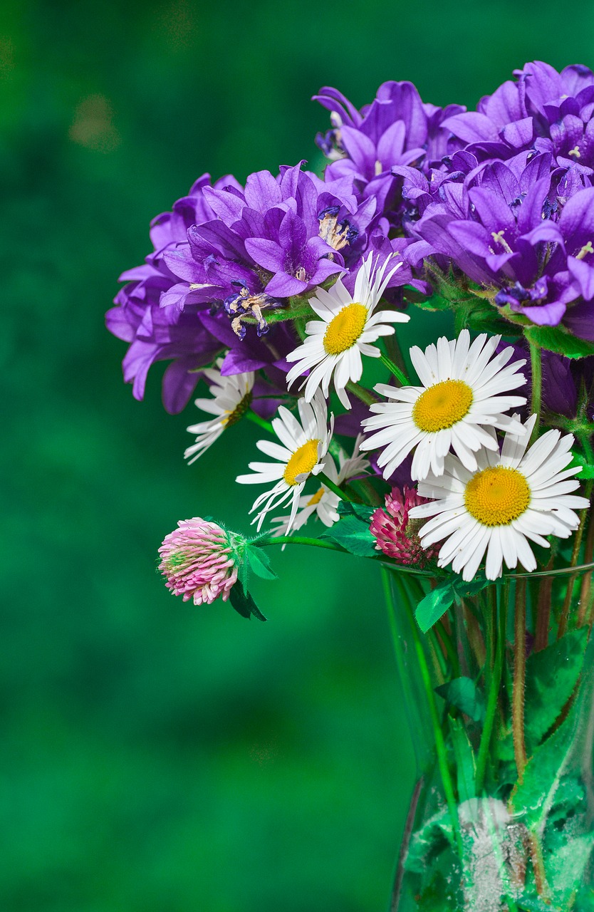 Image - flowers purple blue fresh nature