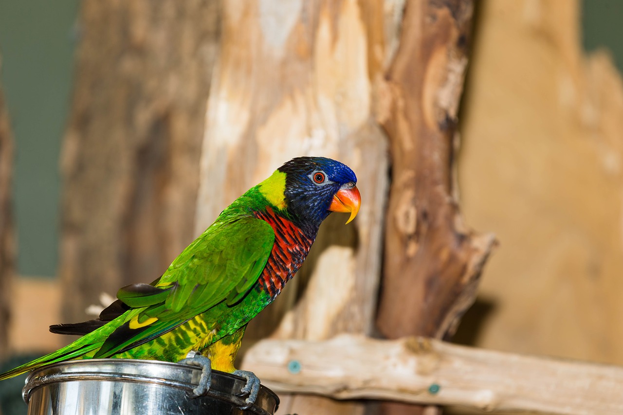 Image - green naped lorikeet parrot bird